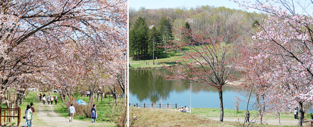 美唄市東明公園の桜